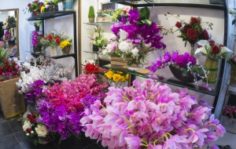 Франшиза TERRAFIORI: Магазин имитаций живых цветов