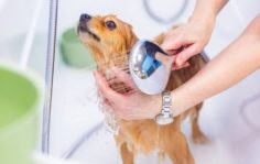 Франшиза GROOM: Груминг животных, дилеры производителей элитной косметики