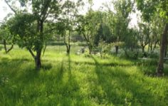 Франшиза МИРРА: Национальная сеть домов для пожилых людей