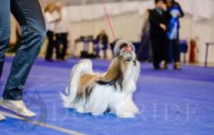 Франшиза DogPride: Кинологический тренинговый центр