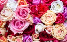 Франшиза TERRAFIORI: Магазин имитаций живых цветов