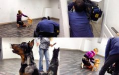 Франшиза DogPride: Кинологический тренинговый центр
