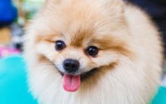 Франшиза GROOM: Груминг животных, дилеры производителей элитной косметики