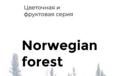 Франшиза DECCAWALD Aroma: Аромамаркетинг