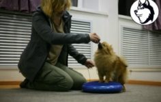 Франшиза DogPride: Кинологический тренинговый центр