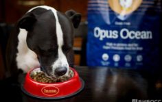 Франшиза Husse: Доставка высококачественных кормов для домашних животных