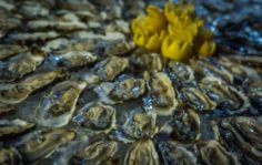 Франшиза BLUEFIN: Первая премиальная доставка блюд японской кухни и сервированных устриц