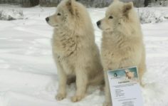 Франшиза DogPride: Кинологический тренинговый центр