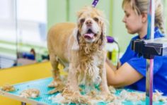 Франшиза GROOM: Груминг животных, дилеры производителей элитной косметики