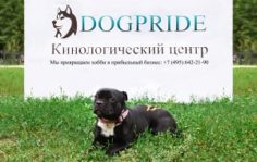 Франшиза DogPride: Кинологический тренинговый центр