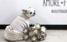 Франшиза Amore + Fiori: Сеть цветочных магазинов