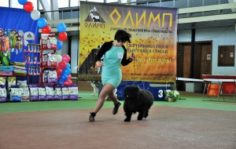 Франшиза DogPride: Кинологический тренинговый центр