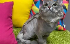 Франшиза GROOM: Груминг животных, дилеры производителей элитной косметики