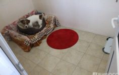 Франшиза Мадагаскар: Зоогостиница