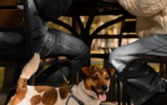 Кофе с собой франшиза Stardogs