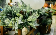 Франшиза Перчини: Рестораны итальянской кухни